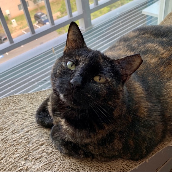 Emo - Picture 12 of 12